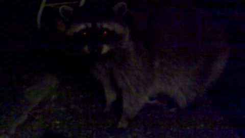 Racoon 2